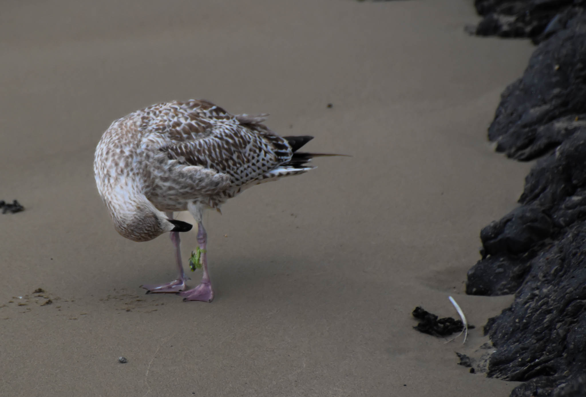 afval_ijmuiden_14